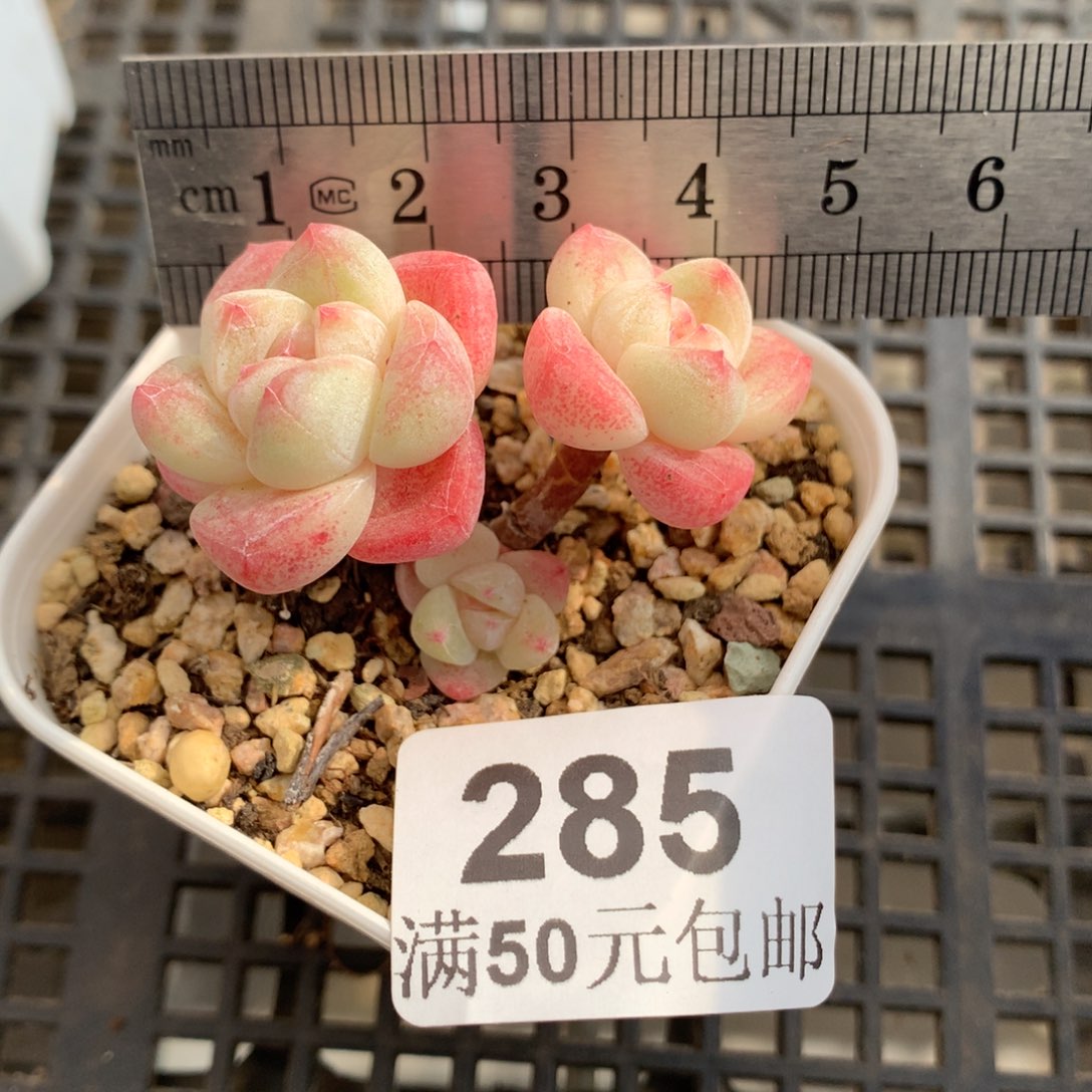 285。小腿粉芯冰玉三头小脸