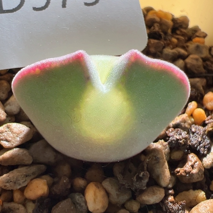 b***uA979.  青蛙种源优选三年大眼空蝉。必爆双。  