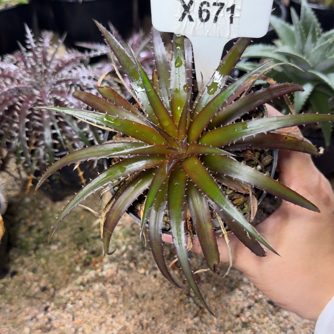 绿*沙漠凤梨一颗脱土