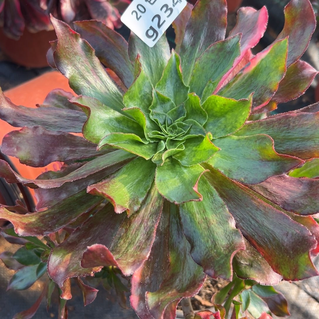 234魅影七彩，满20包邮嘟叮熊