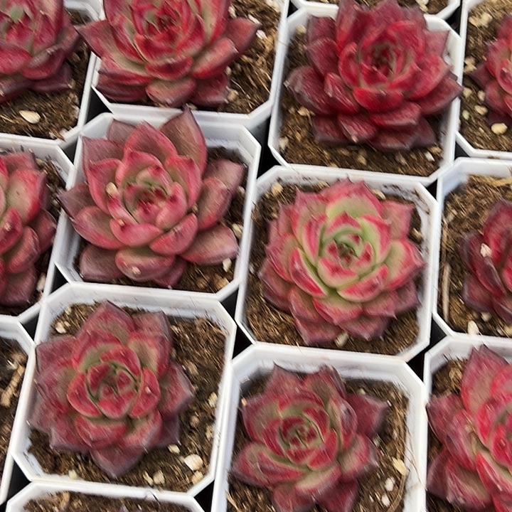       焰火   福利多多