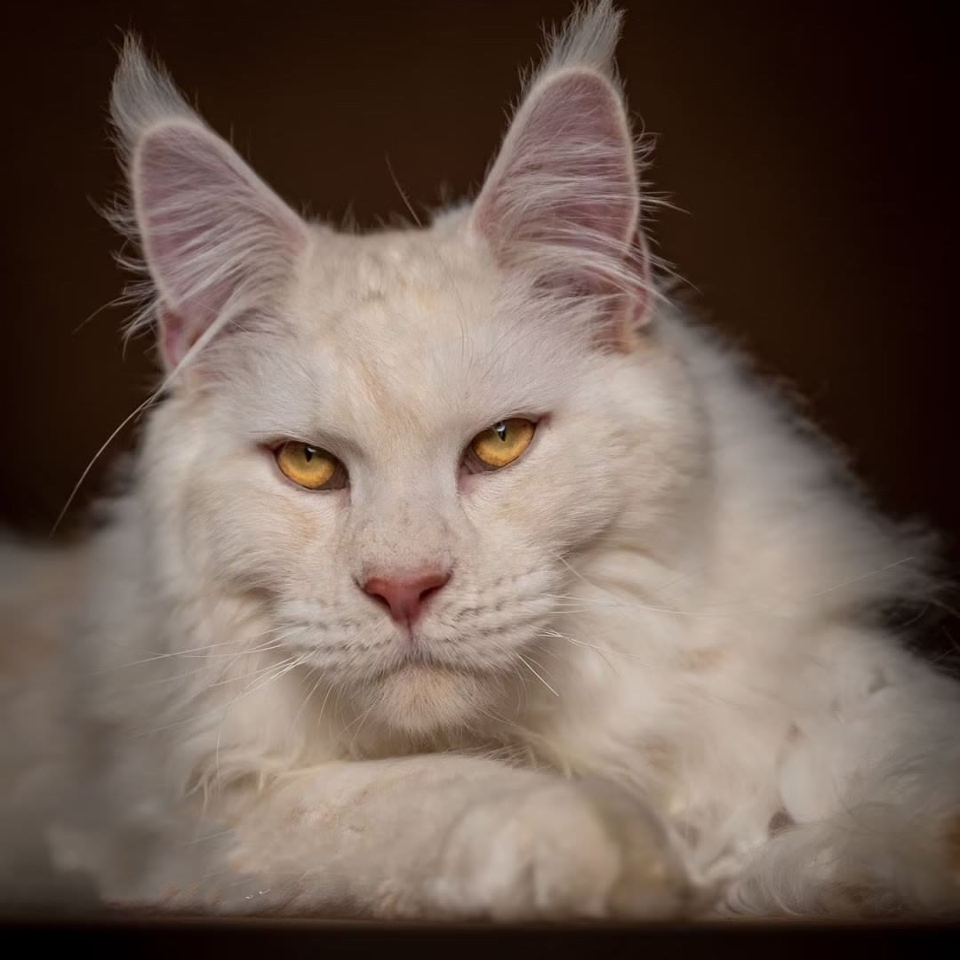 【小孙的缅因猫】猫咪活体