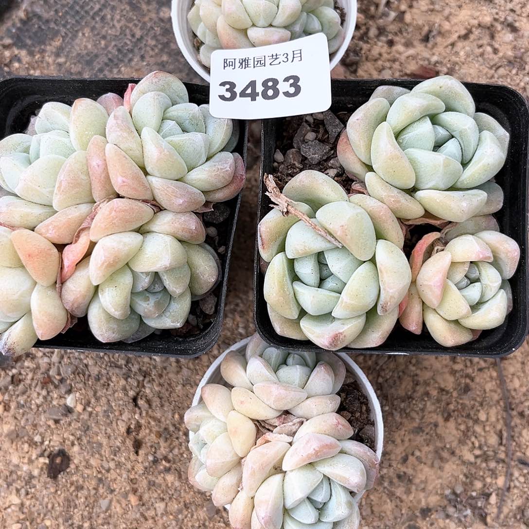 阿雅园艺。    3483