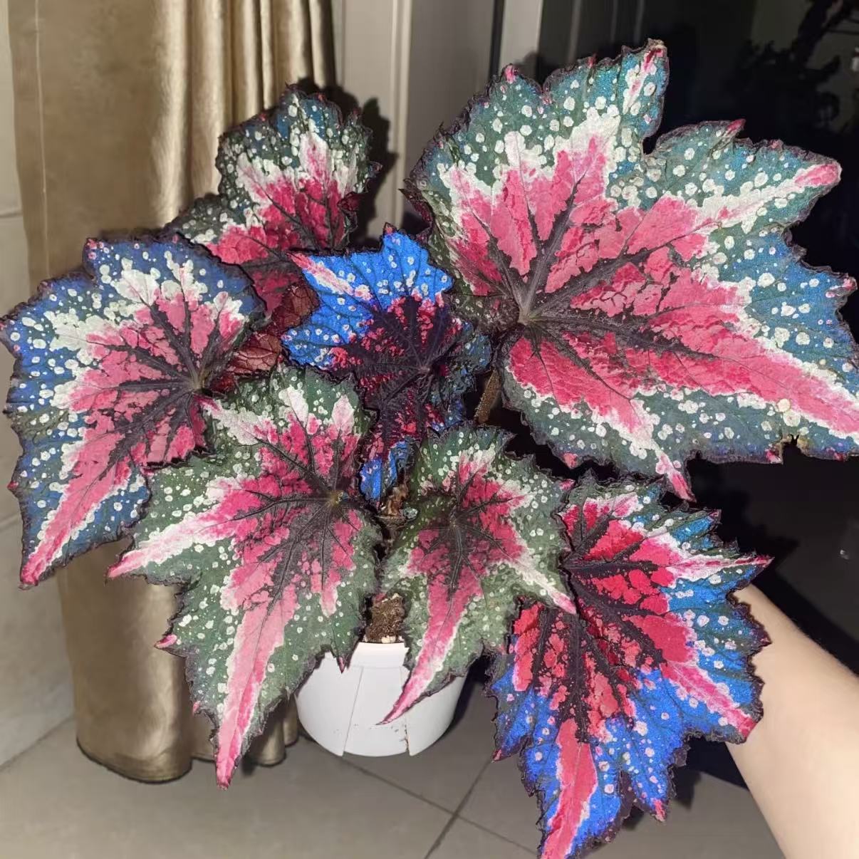 圣尼克秋海棠网红ins风绿植盆栽室内花卉北欧进口观赏植物