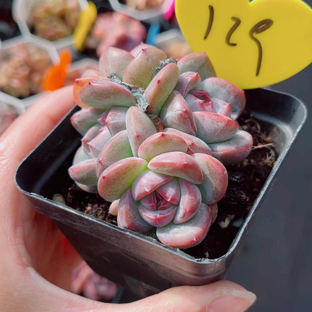 129号小老桩珍妮群