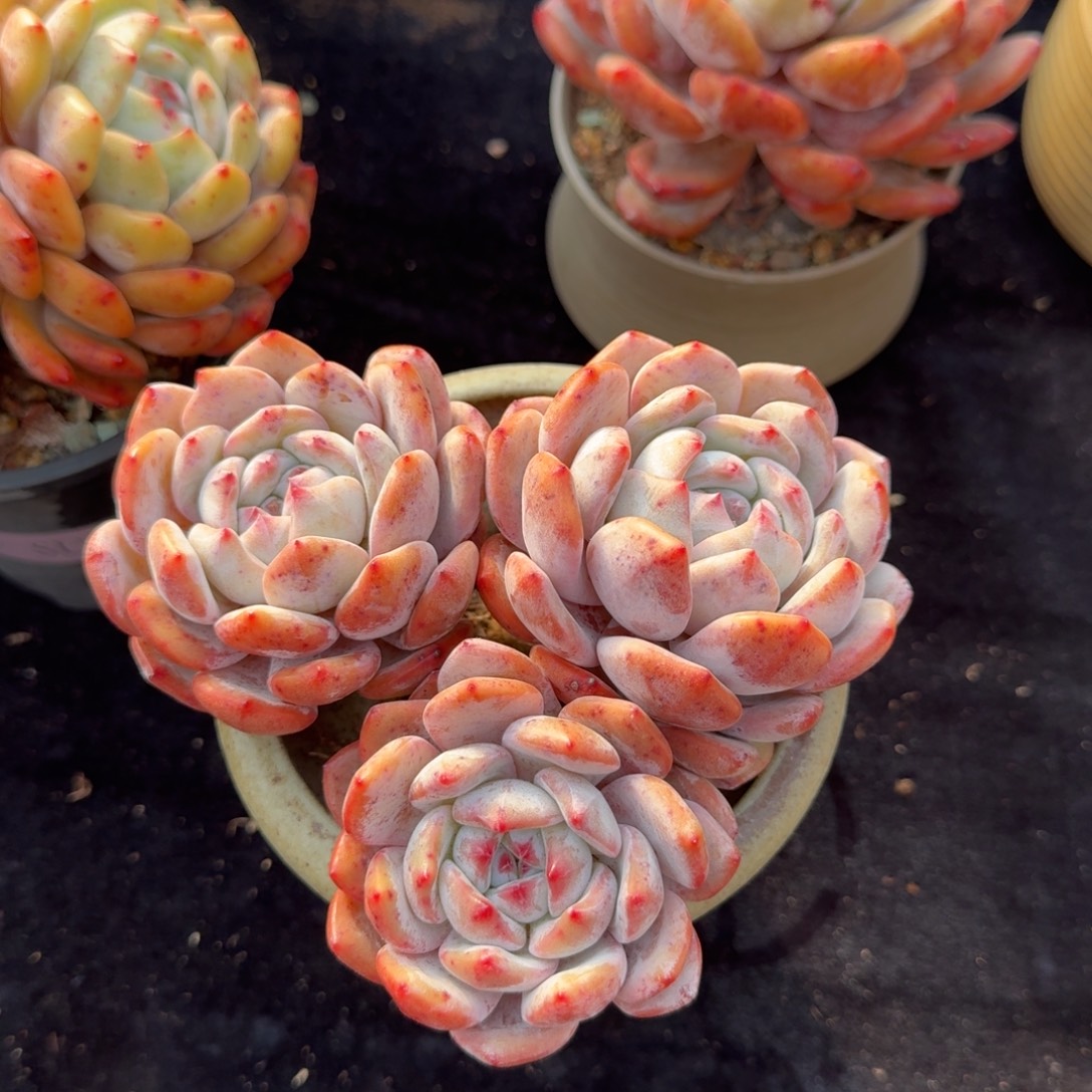 平头三头，长枝，自然桩