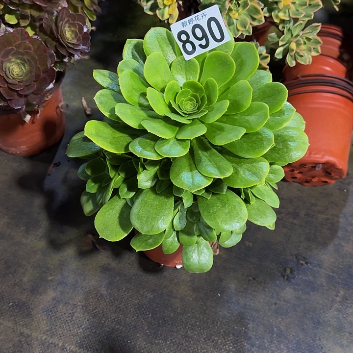 00000000000890绿杨蓉