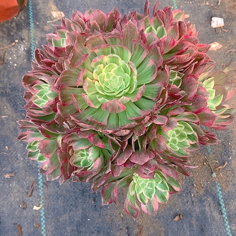 713粉海王多肉植物