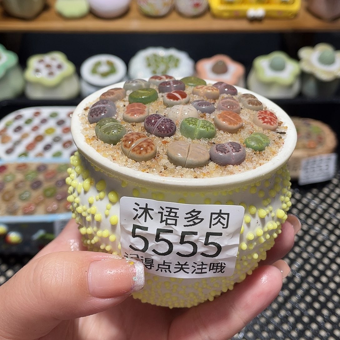 带盆土植物 一物一拍5555