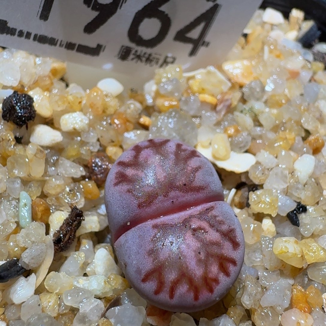 zzzz生石花肉锥1964