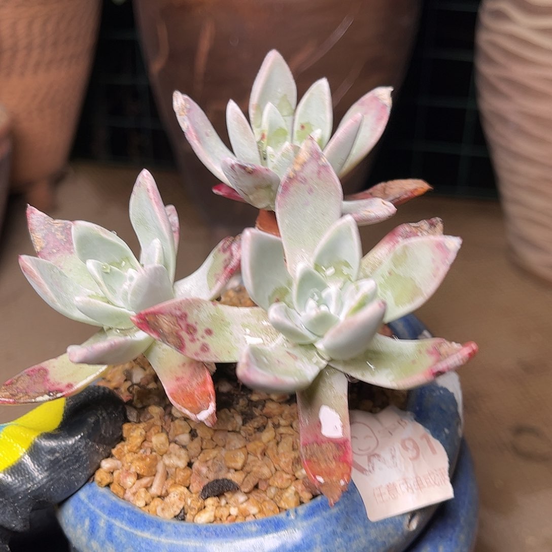 2349泡芙苹果叶多肉