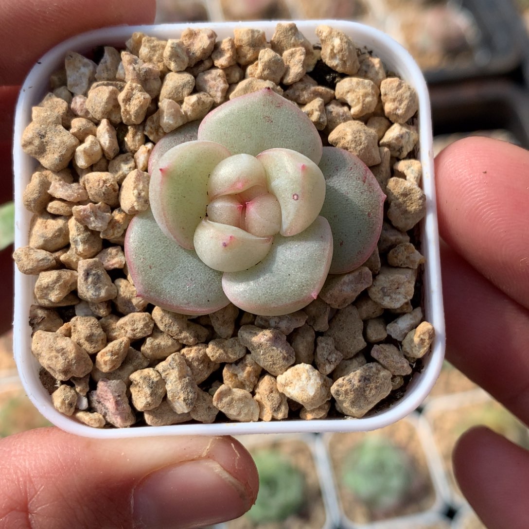 宽叶白心。        1号