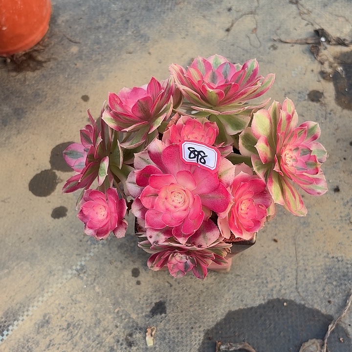 鱼***儿倾城898多肉植物法师