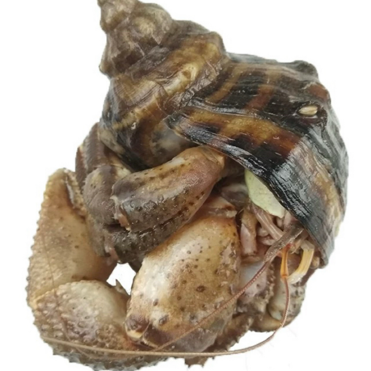 巨无霸号大连海洋岛虾怪保鲜不包活易掉腿个别有沙蝉带籽顺丰速运