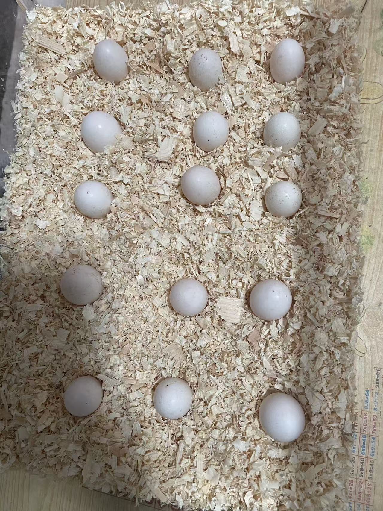 新鲜  蛋 保孵化 2