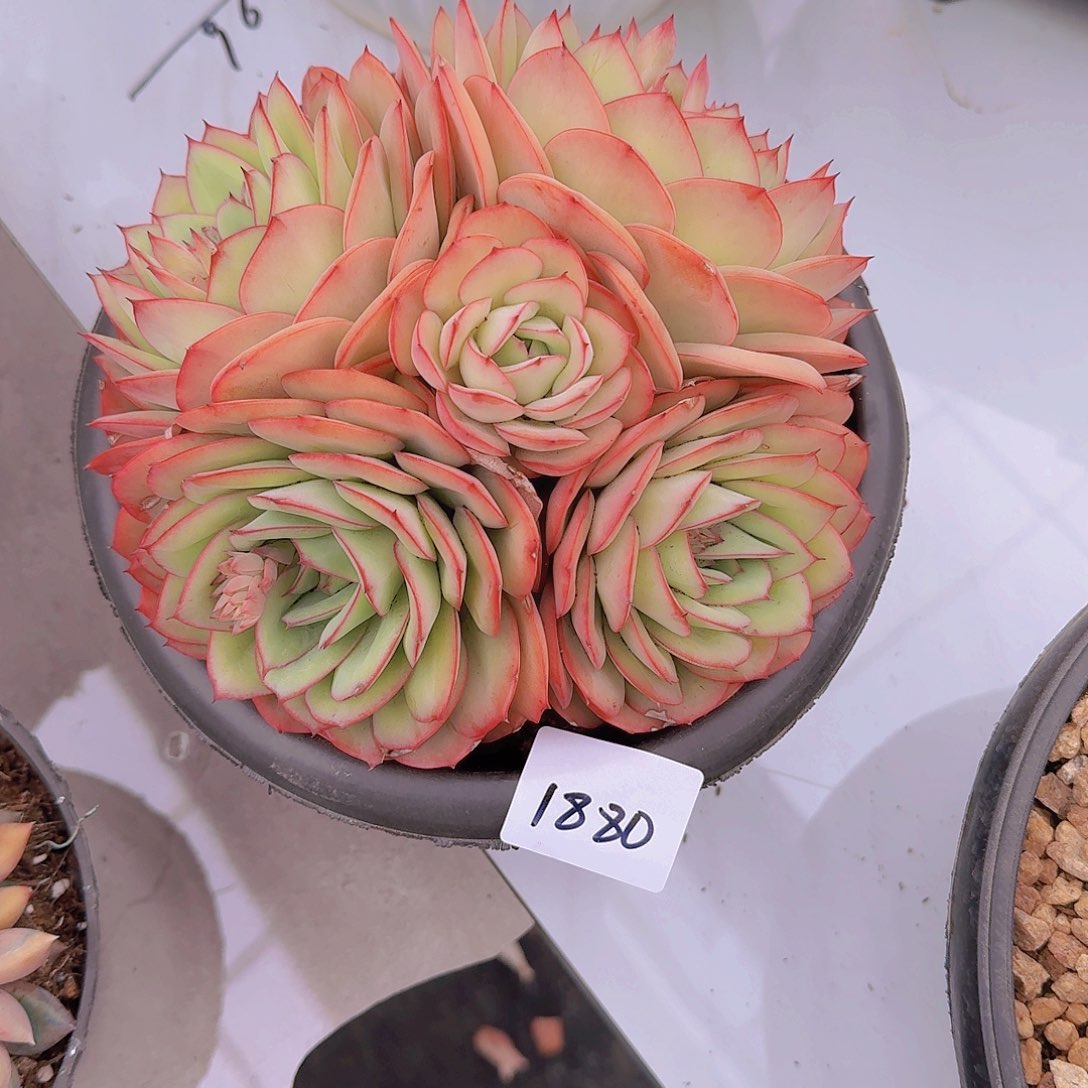 啊*姐1880牡丹亭多肉植物