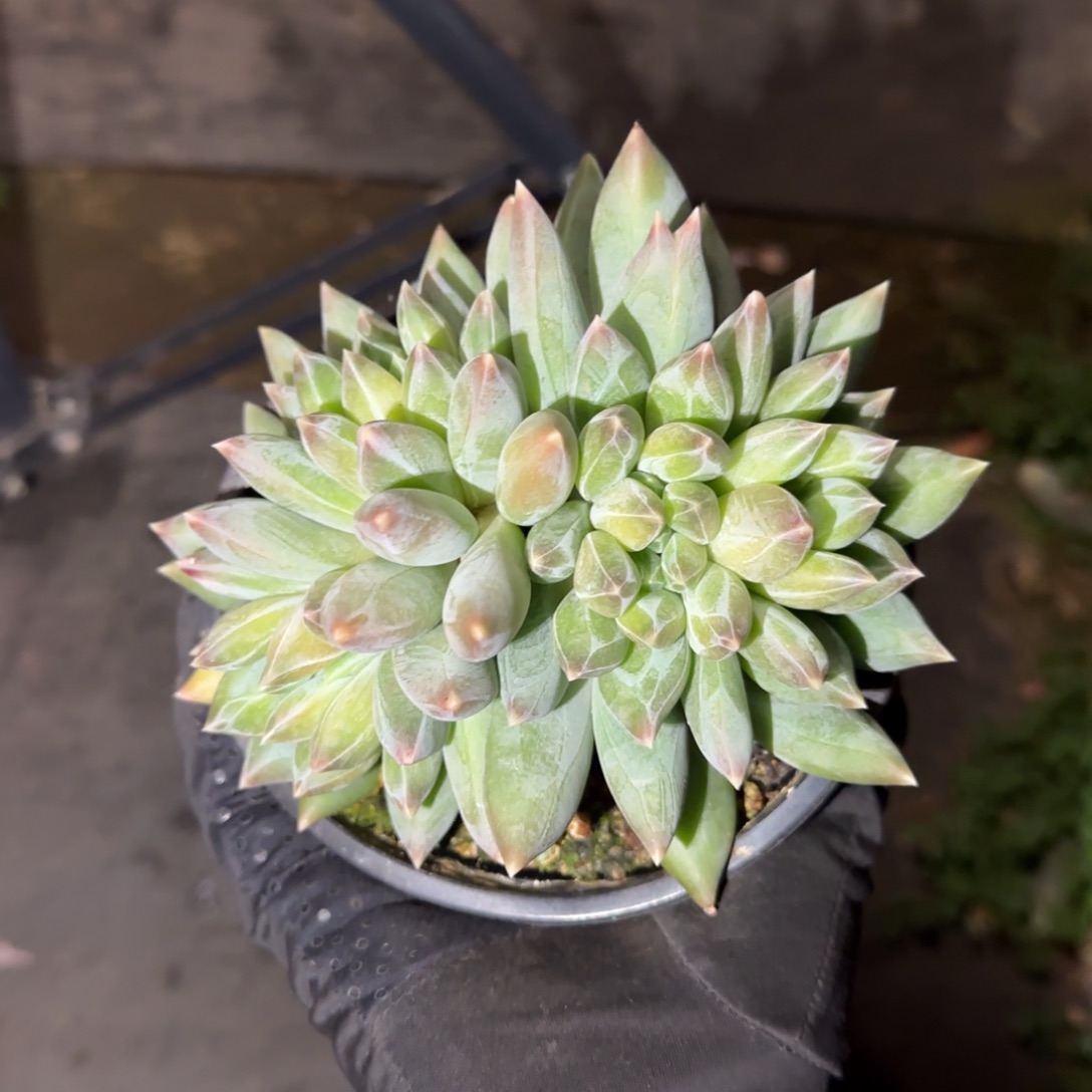 *****一兜糖姐姐多肉植物