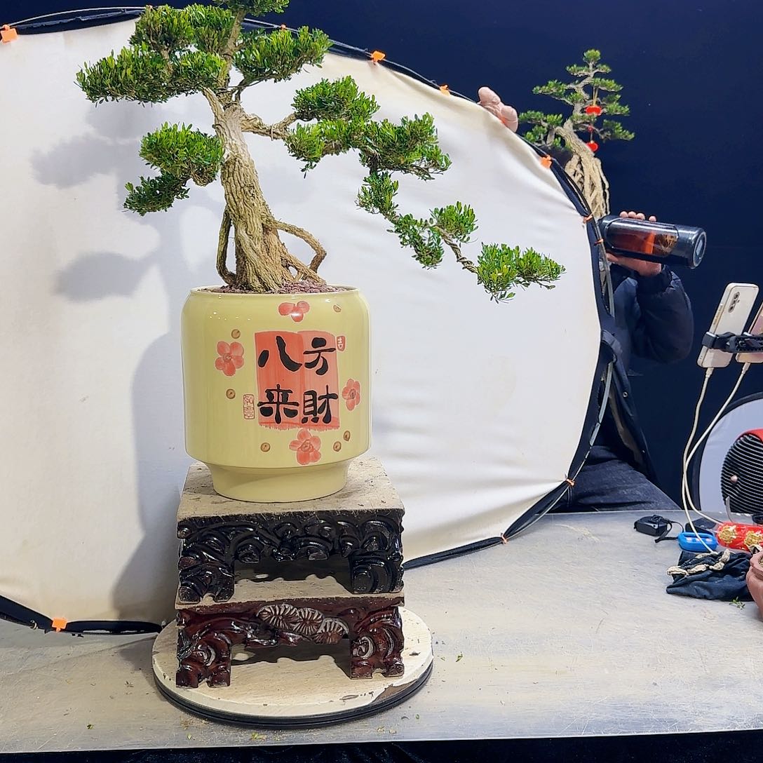 高端盆景艺术作品