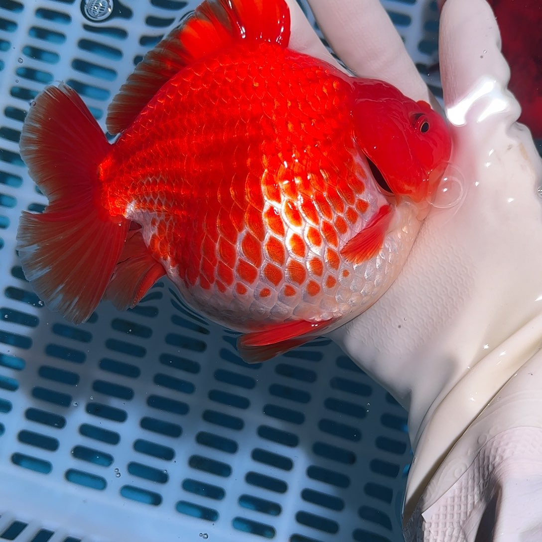 金鱼金鱼15757820578