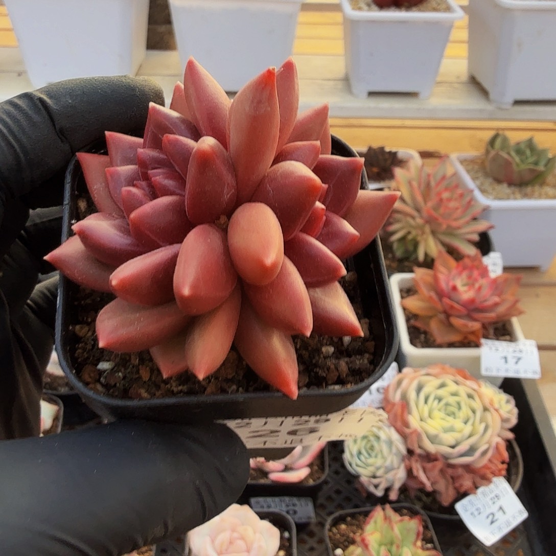 1229-26迷雾泡泡双头