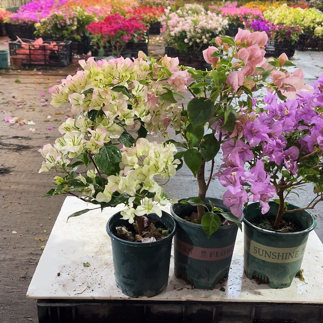 大部分花苞少量开放绿樱，暗班丽人，浅紫