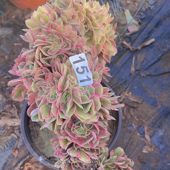 跳***跳多肉植物一个女巫追