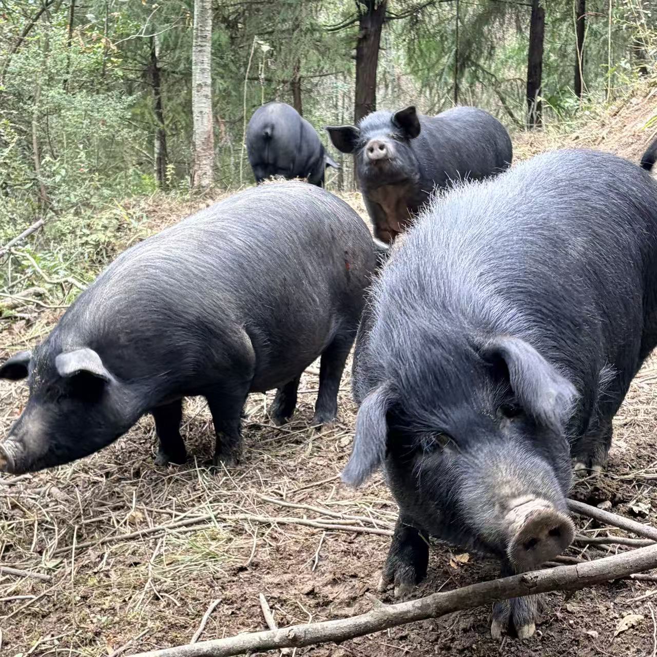 【庆娃表哥】散养跑山黑猪 排骨