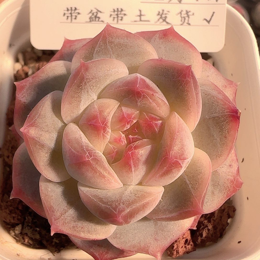 多肉1204-225糖心