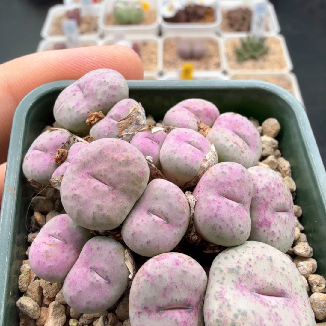 没有编号的嘴巴群生