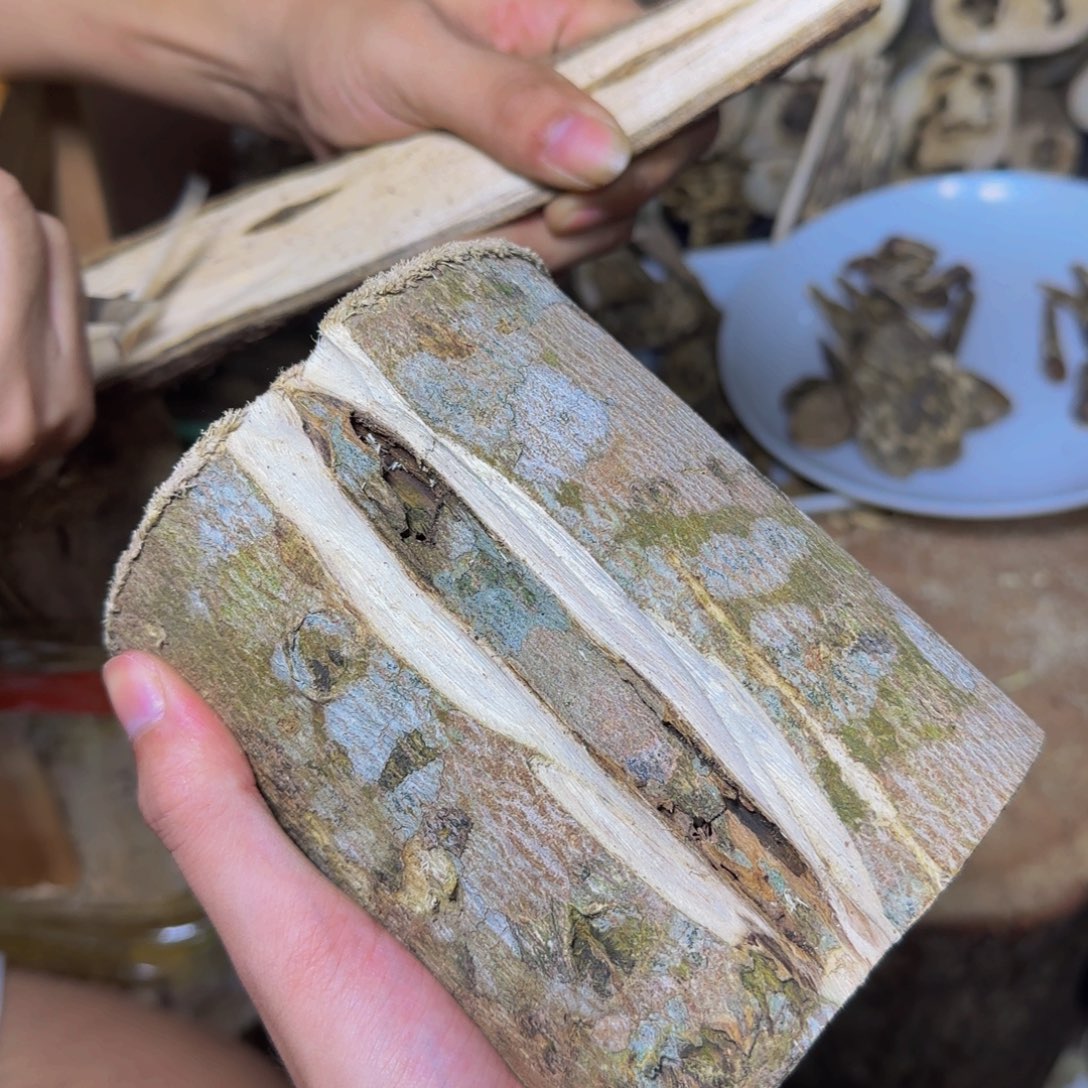 沉香陆河原木发一份