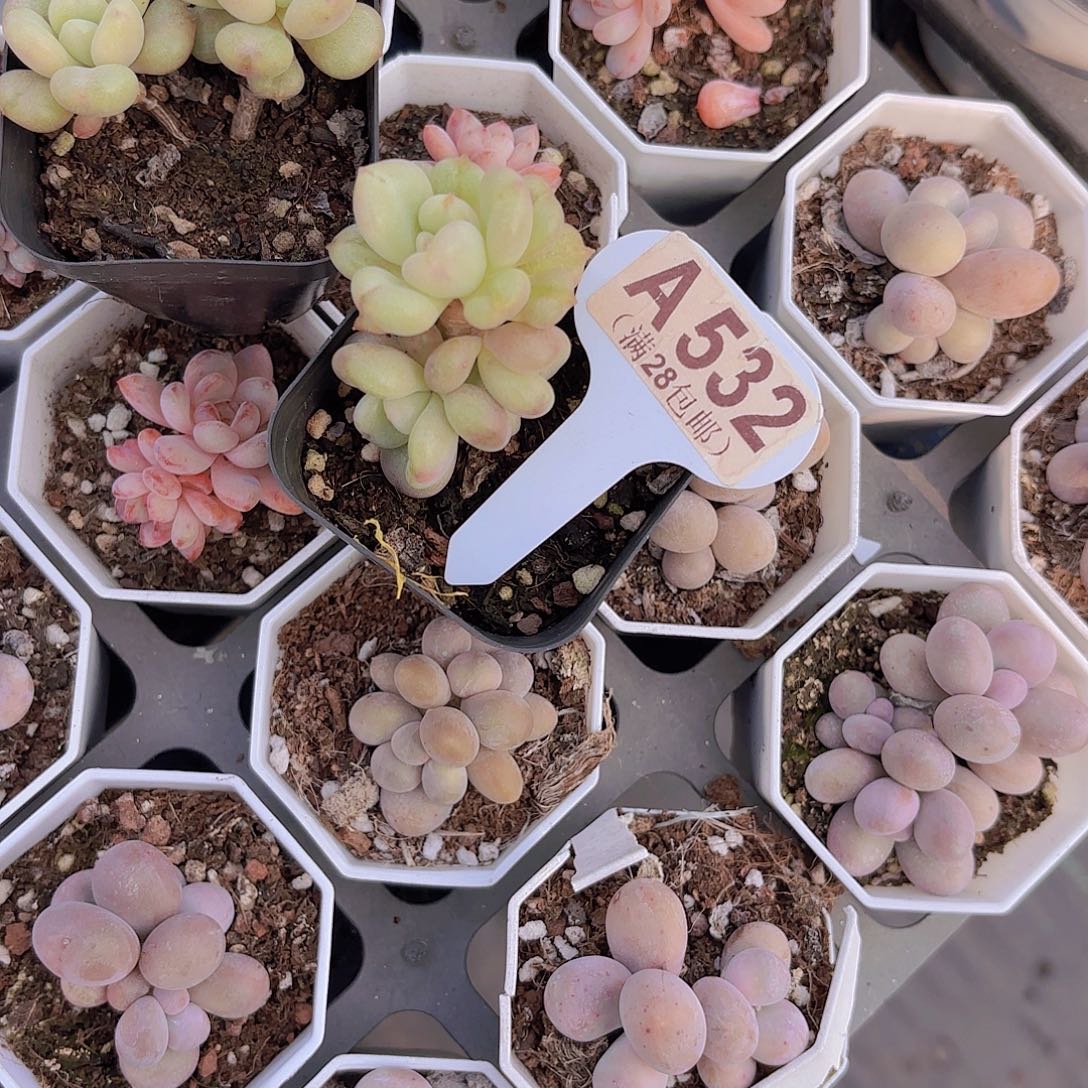 A536比尔盖茨yieutupaiw