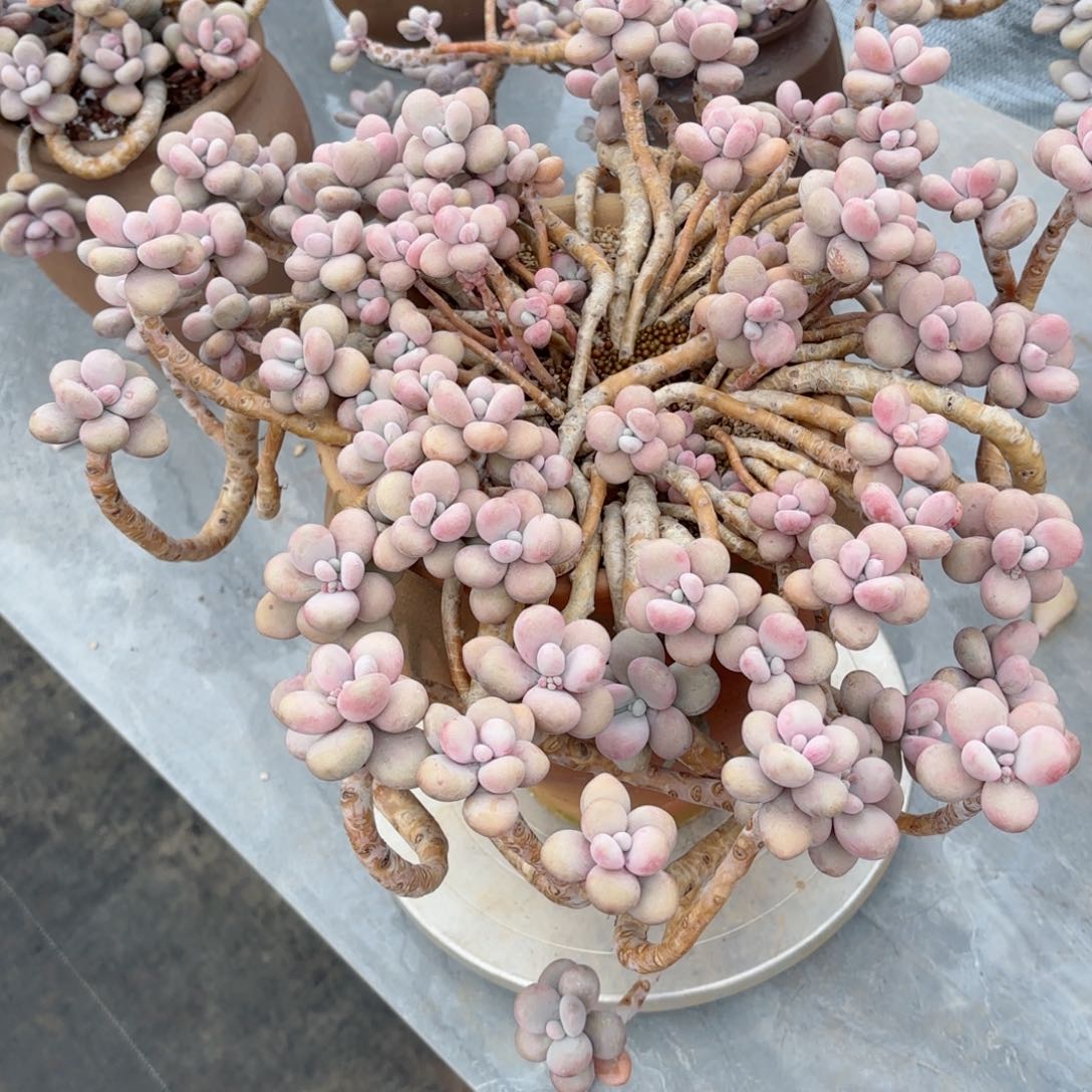 一****ฅ桃蛋2棵16-16，16-17