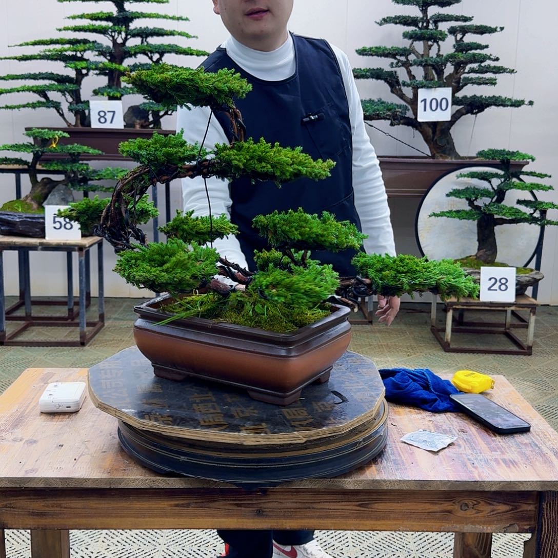 无花朵柏树造型盆景