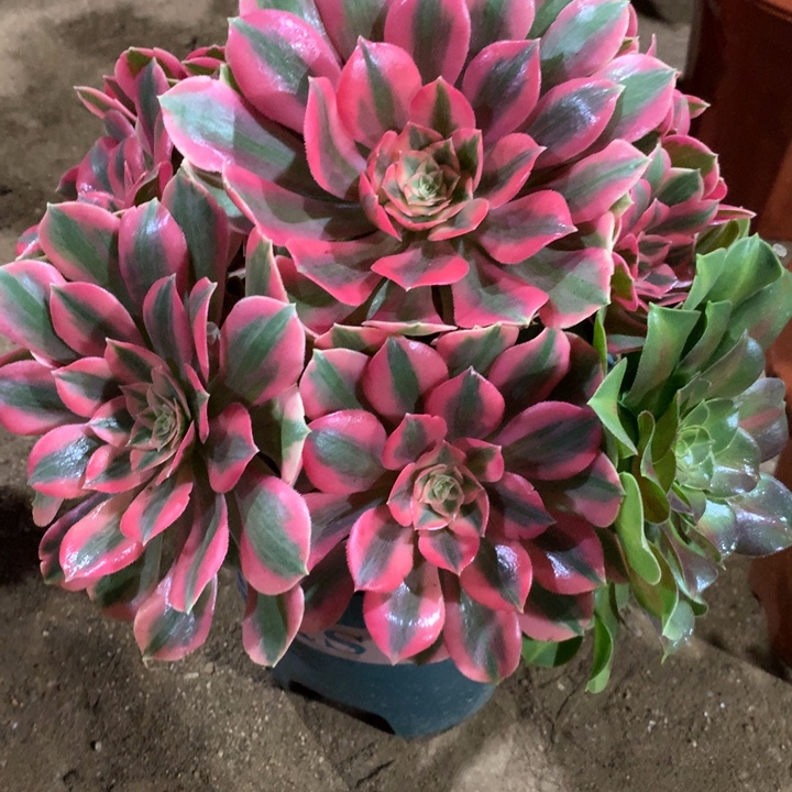 331女妖多肉植物特价