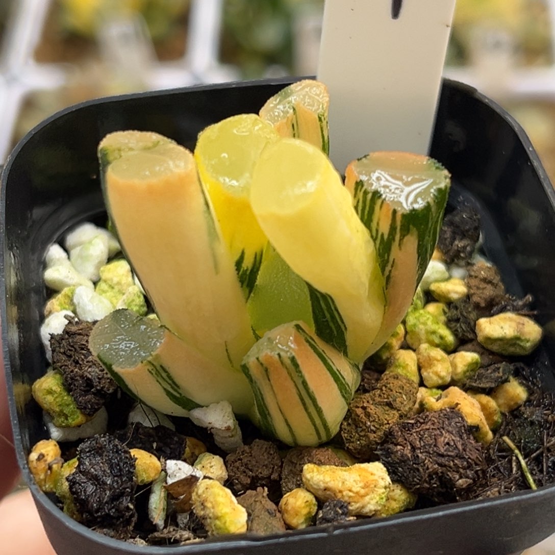 4欧大宝万象锦福利专场