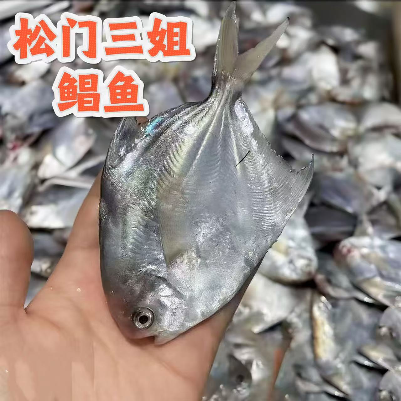 《松门海鲜》台州东海小号鲳鱼新鲜顺丰包邮6条左右/斤