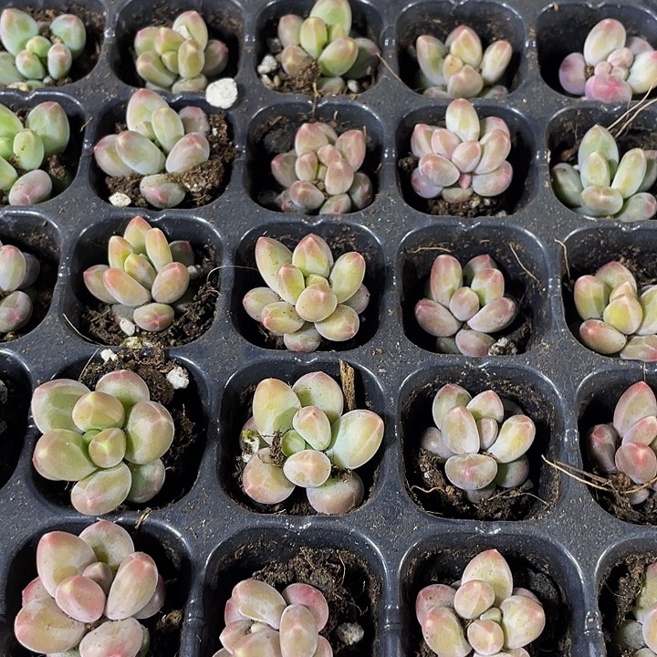 小咖啡豆1元带土发货