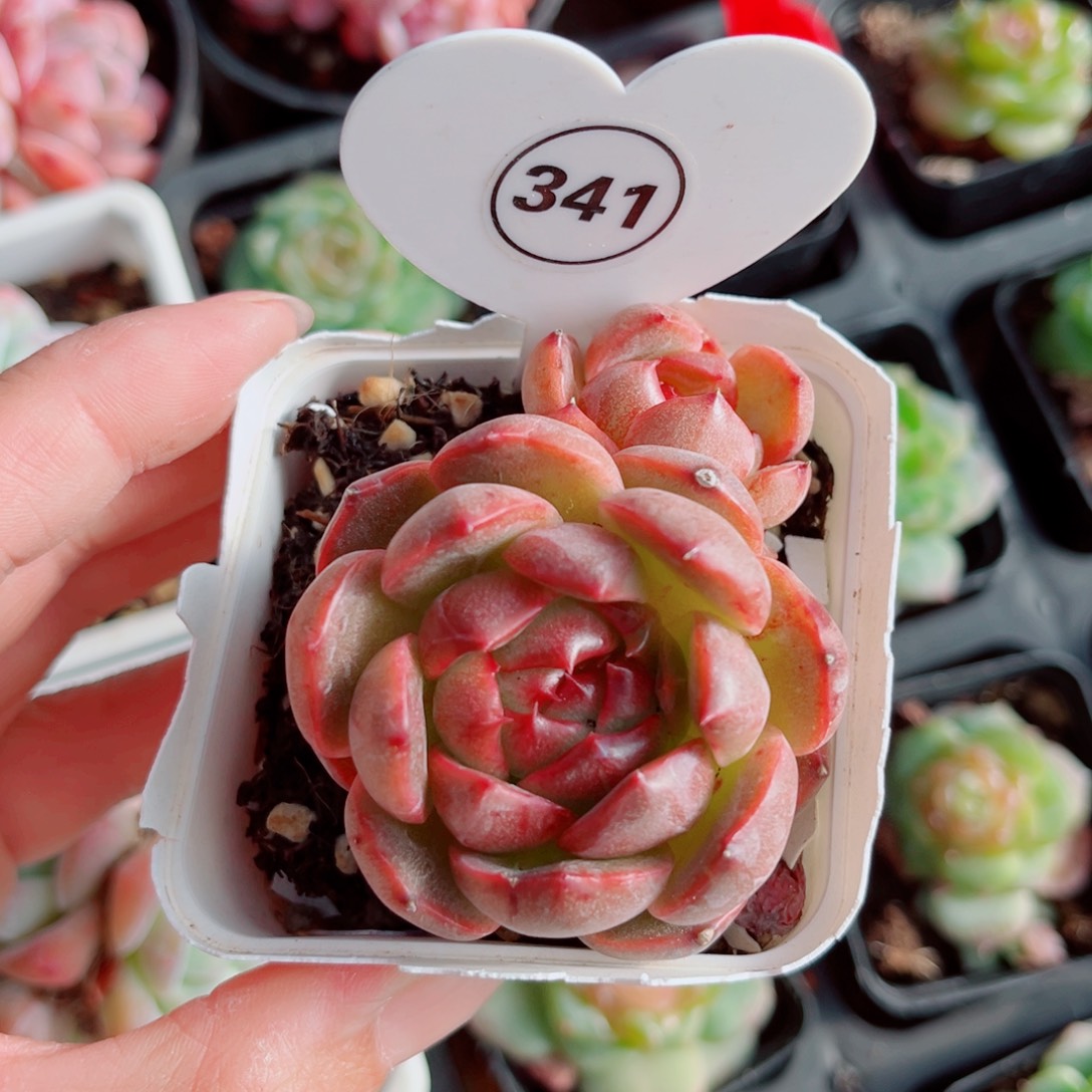 泡***️341号小老桩珍妮双头