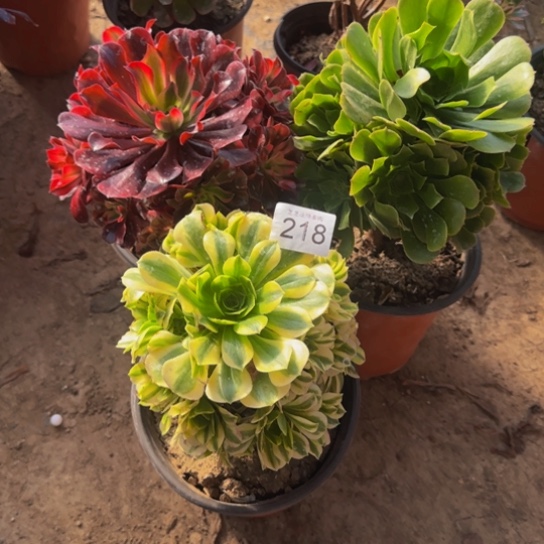 星***️法师3棵4号棚218多肉植物