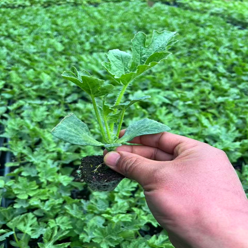 西瓜嫁接苗秧懒汉甜王美都8424西瓜南方阳台露天盆栽地栽西瓜秧苗