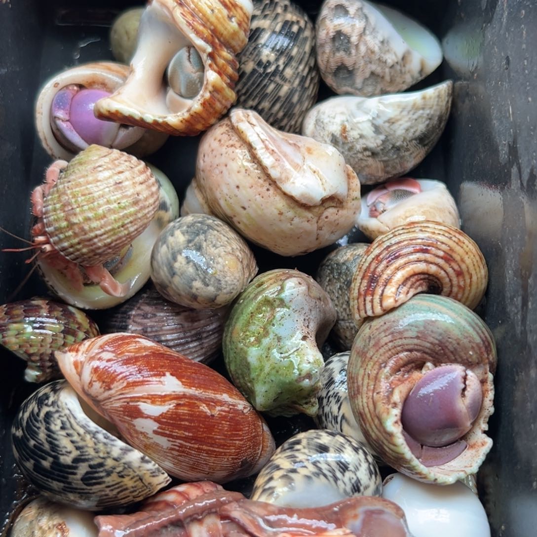 30个包活15个 偏冷地区不发货！