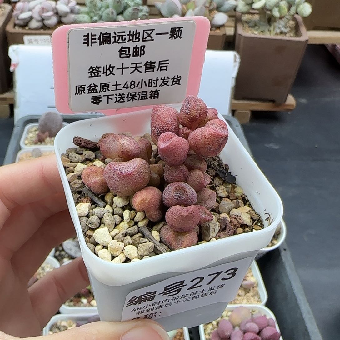 273蜜桃格林多肉