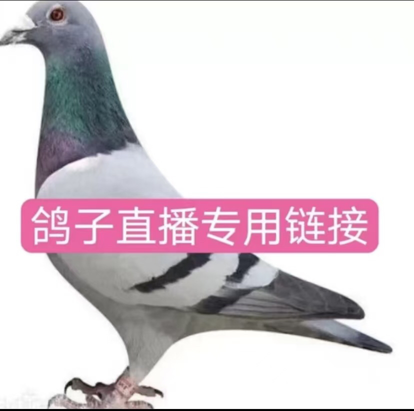 大鼻子血统信鸽赛鸽公棚鸽