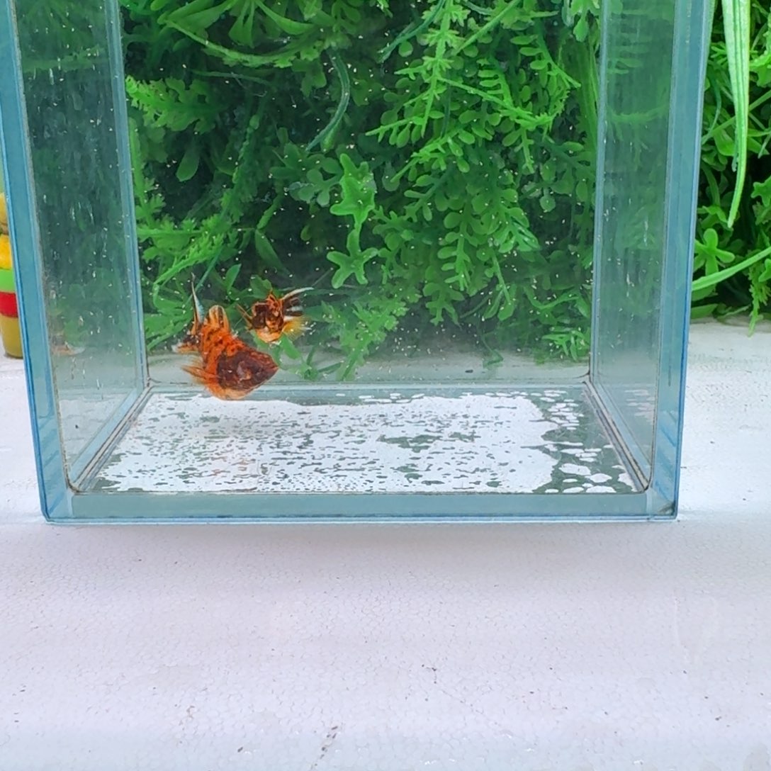 黑玛丽鱼108号玛丽2条