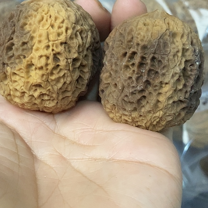 文玩核桃把件云南铁核桃基地32