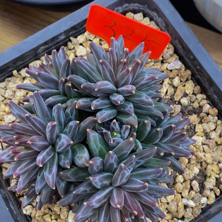 这个点睡起来都会梦