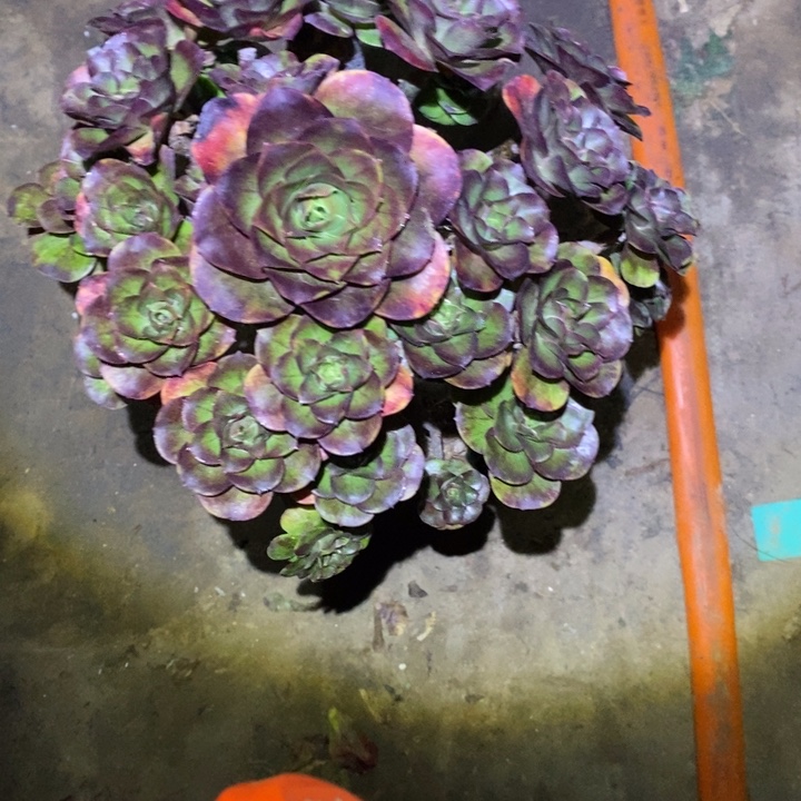 魅金玫瑰妖桩30多肉植物法师法师