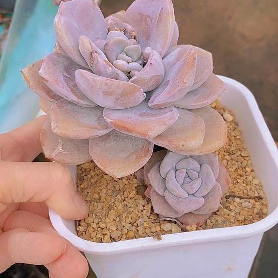 1192多肉植物老桩