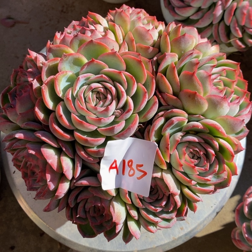 【闪购商品】8****4多肉植物