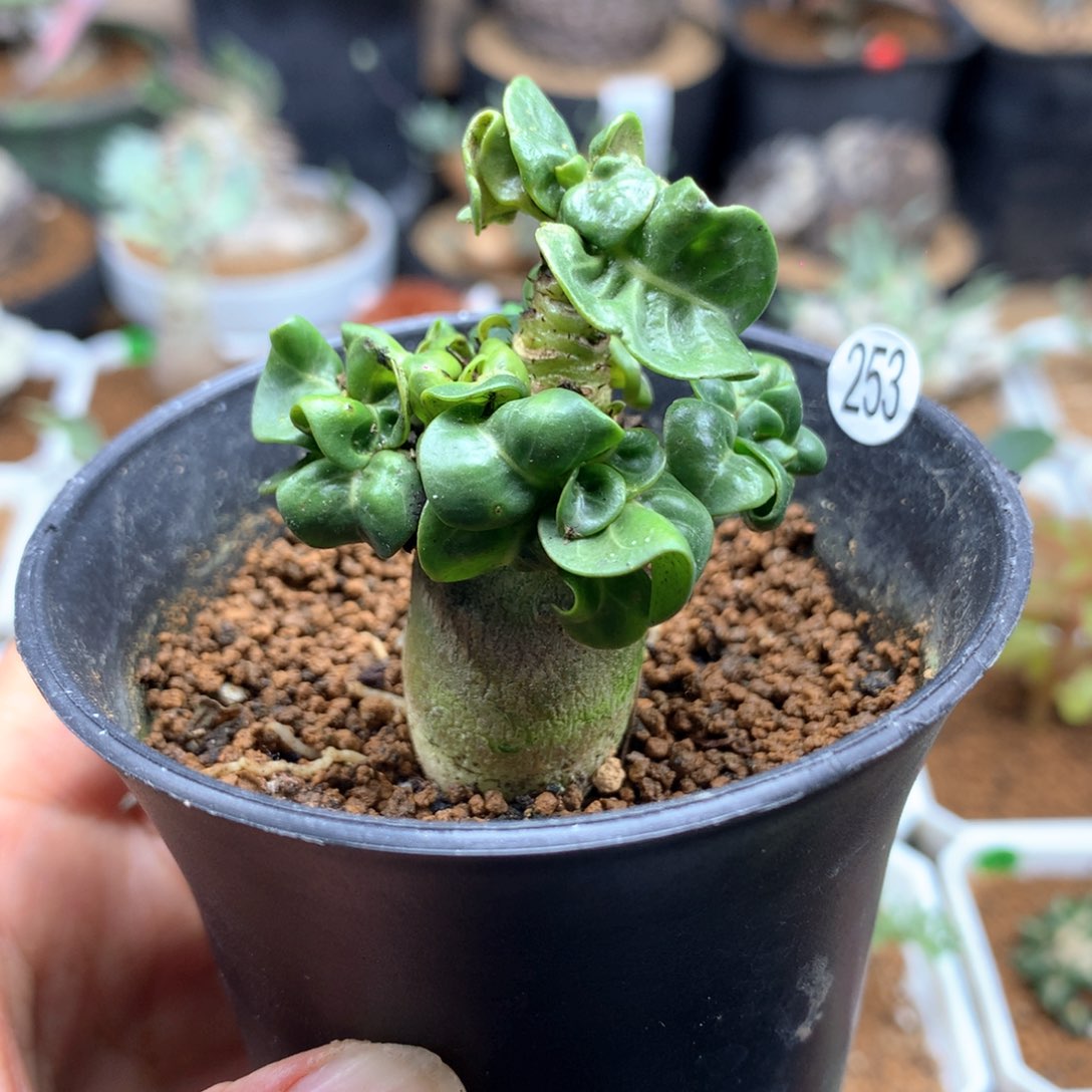 253号羊角沙漠带盆多肉